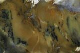 Polished Newman Opal Slab - Western Australia #96279-1